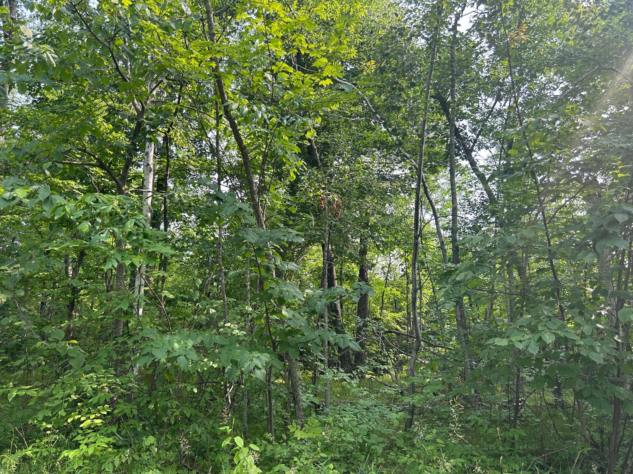 More views of the wooded lot.
