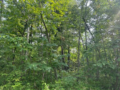 More views of the wooded lot in the thick os summer prior to new trail clearing.
