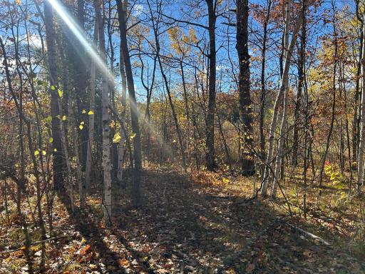 Looking back at the lot and cleared trail...