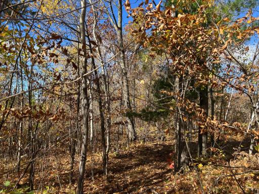 Come and check out the lot with the newly cleared trail on this lot for better lot viewing and better understanding of potential building sites.