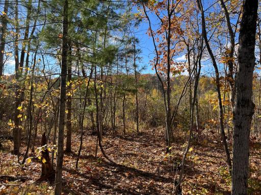 Looking toward the center of the lot where the wildlife roams amidst the wetland area...