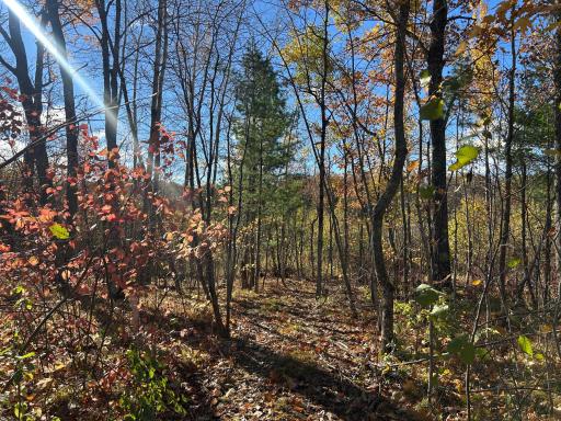 Gorgeous cleared trail showing the potential buildable areas on this lot along Central St.
