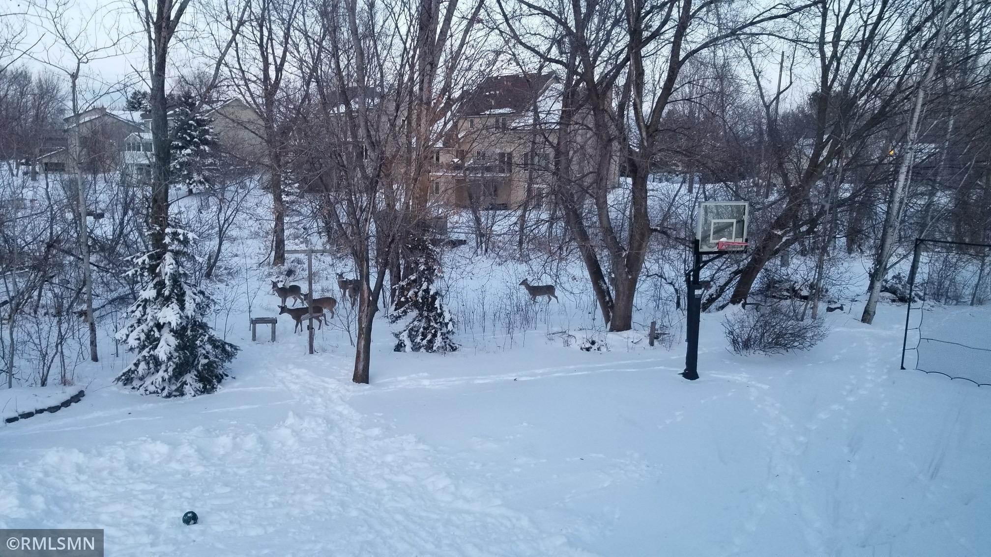 Wild Life Backyard