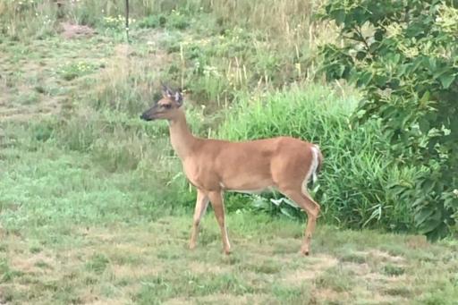 Seller provided photo of wildlife behind the home