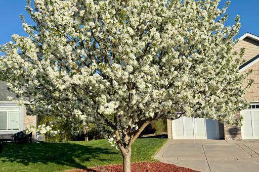 Seller provided photo of blooming crab apple tree