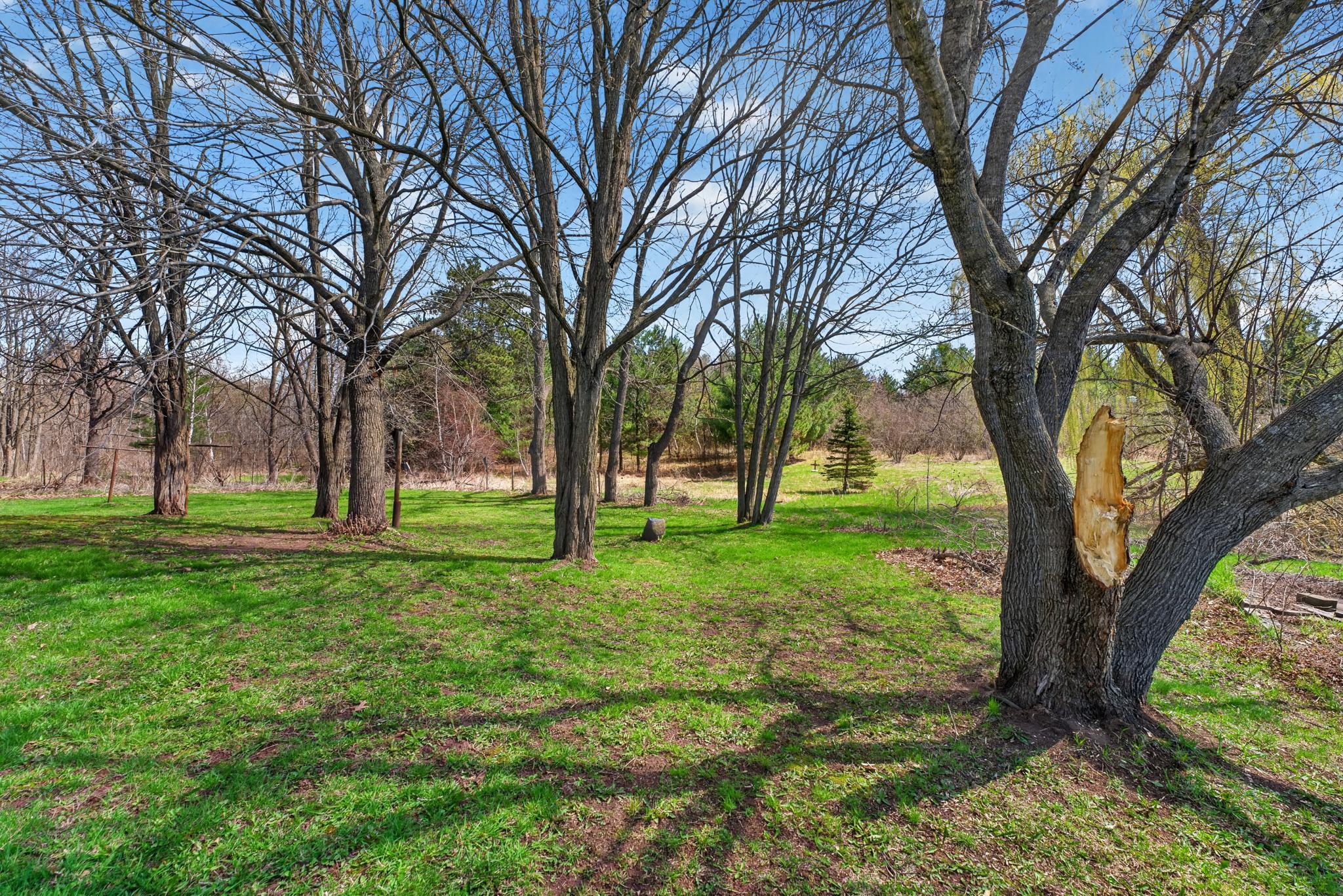 mature trees in yard