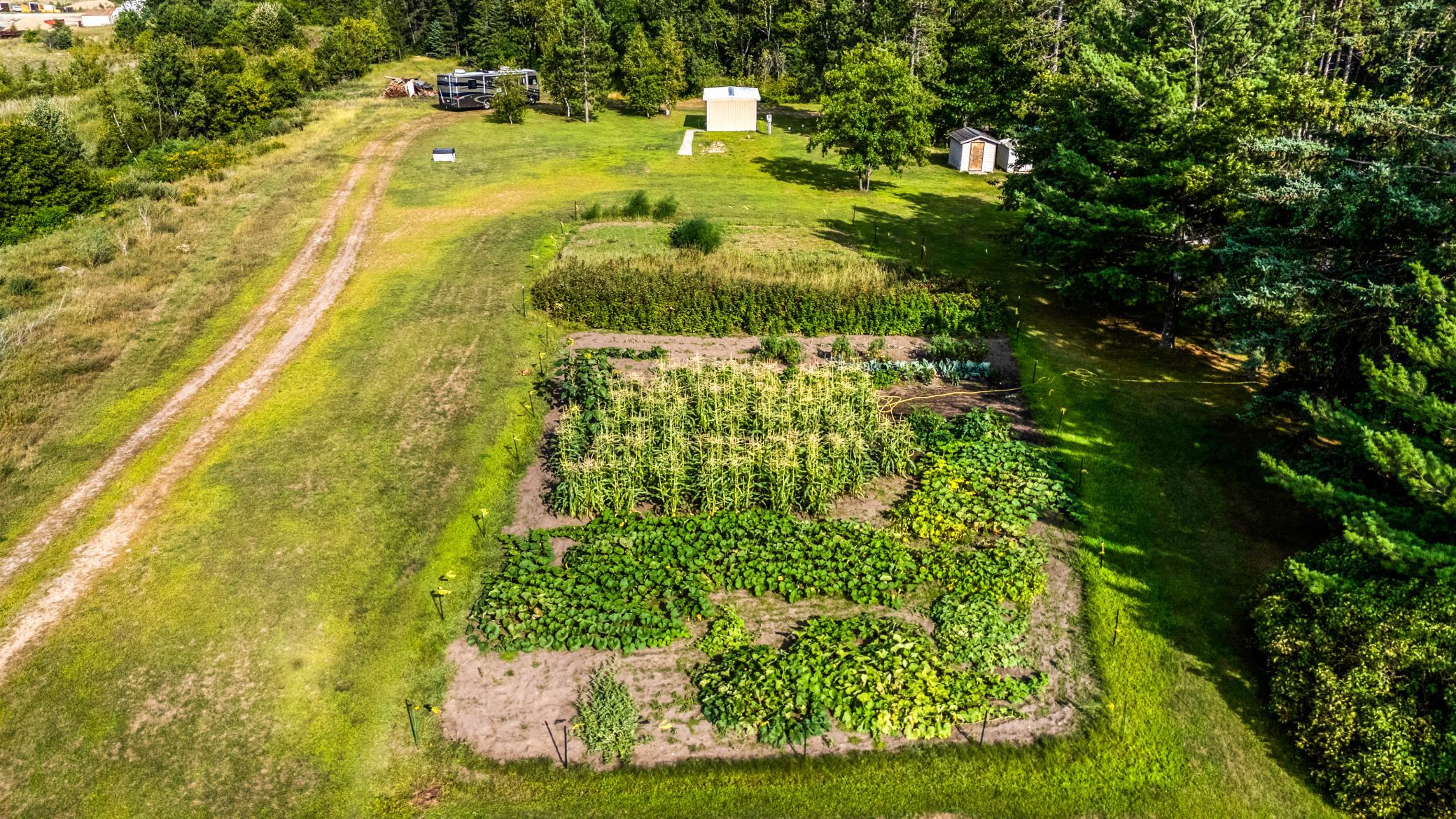 One of two large gardens, lots of raspberries