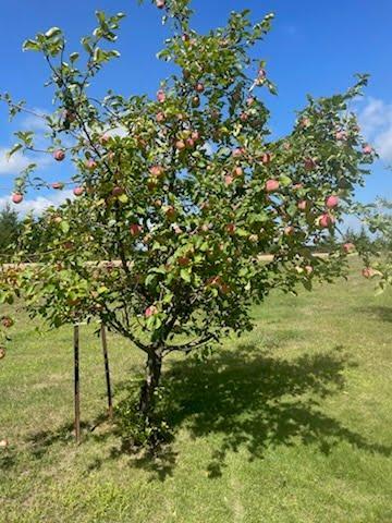 Apple trees!