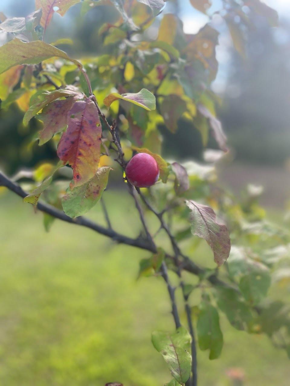 Apples