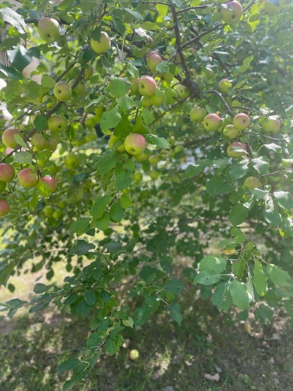 Apple trees galore!