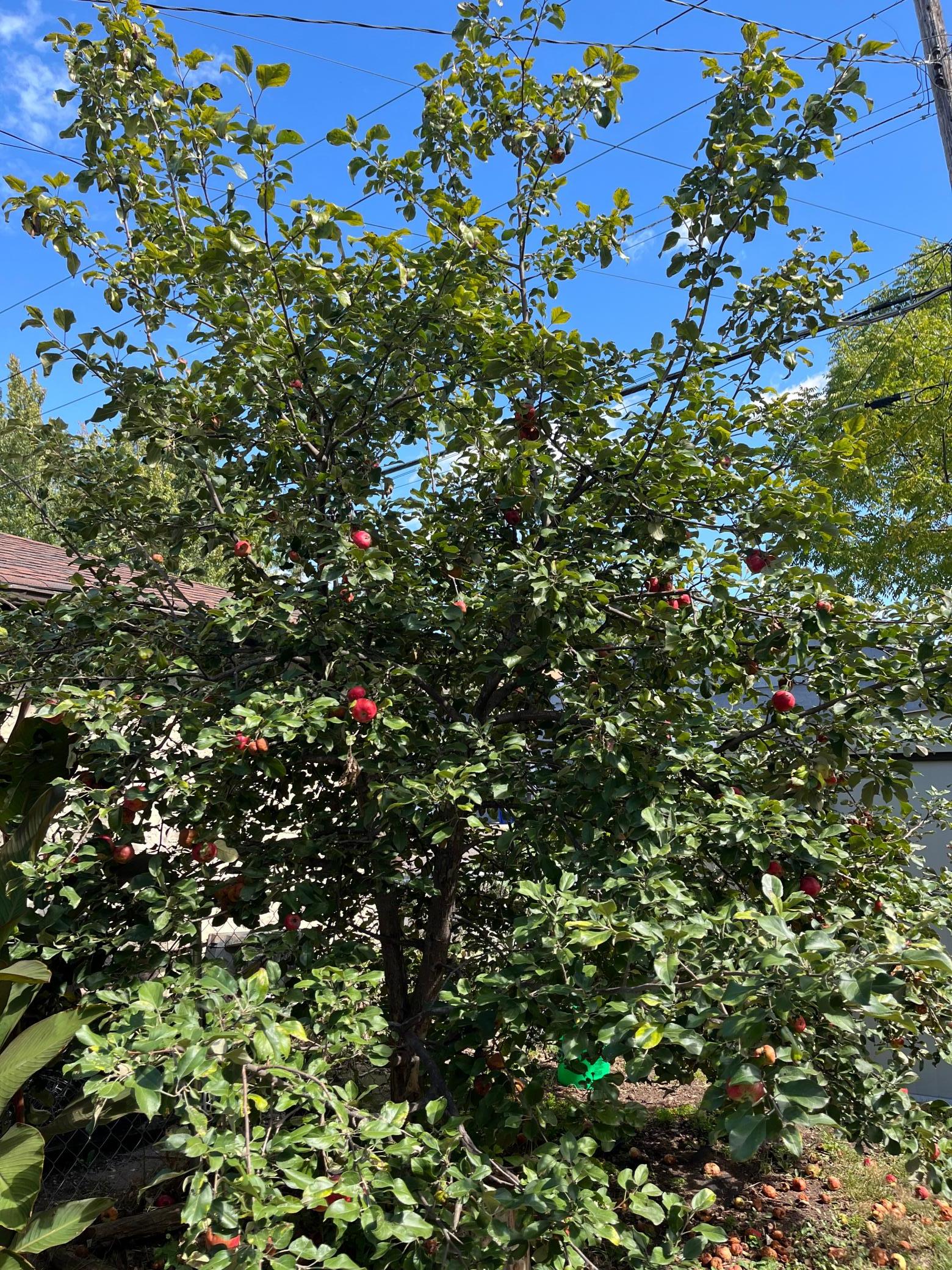 Sweet mature apple tree in back yard.