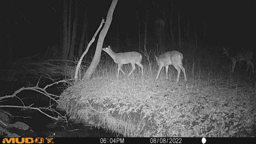 Deer