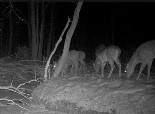 Deer