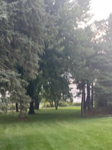 Tree line of matured pine trees up the driveway