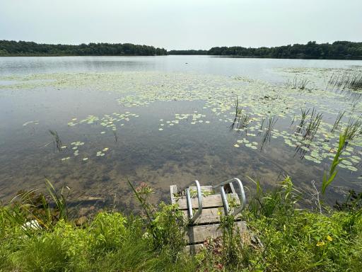 Sand and water lilies