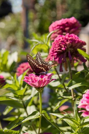 Nearly 20 varieties of butterfly-friendly perennials
