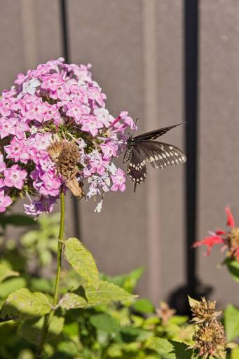 Your new neighbors? Butterflies and Hummingbirds.