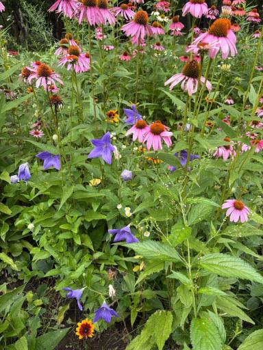 Garden 1.jpeg