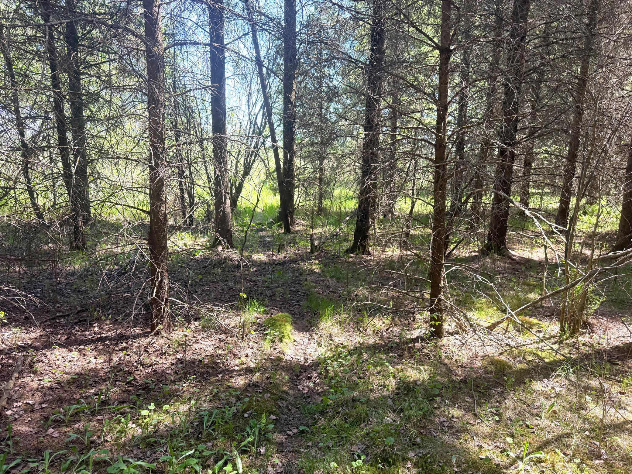 IMG_0319.jpeg