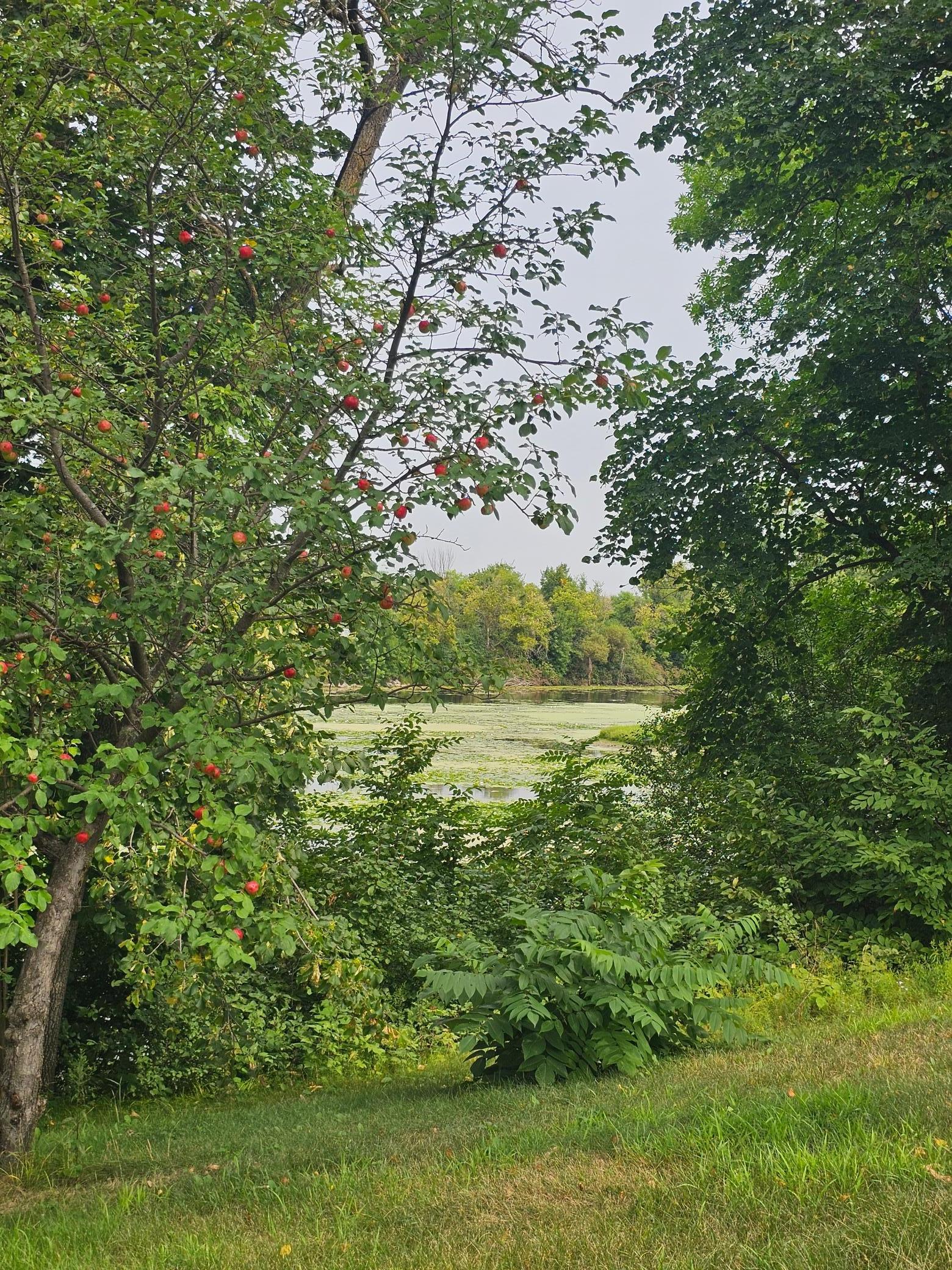 Apple tree.jpg