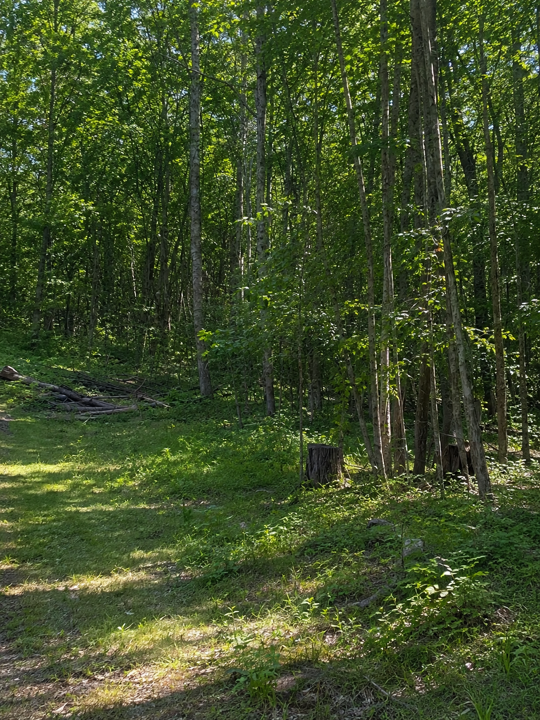 XXX Birchcurve Rd, Randall.png