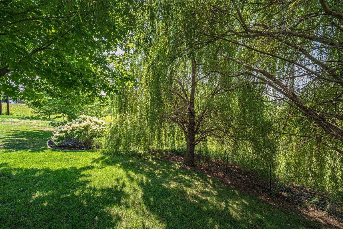 Backyard.