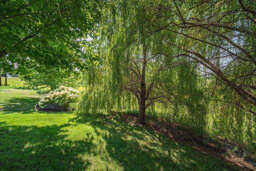 Backyard.