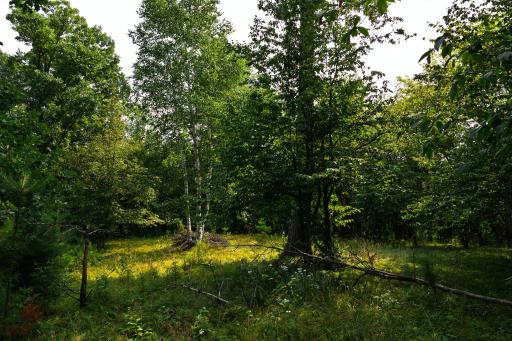 TBD County Road 23, Brainerd, MN 56401