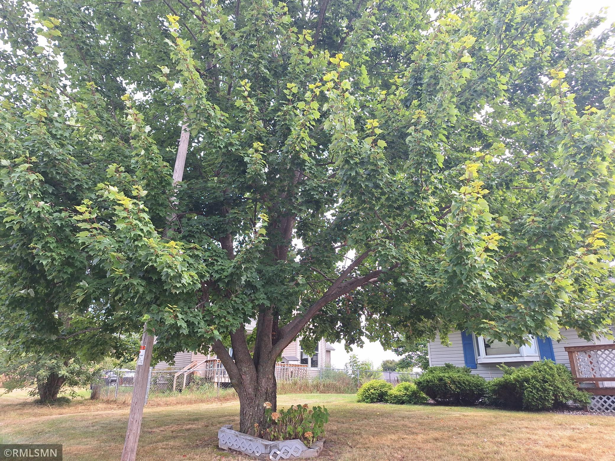 Tree Front.jpg