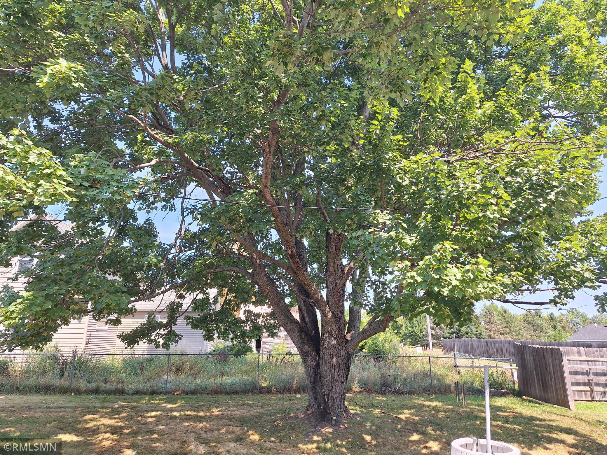 Tree Back Yard.jpg