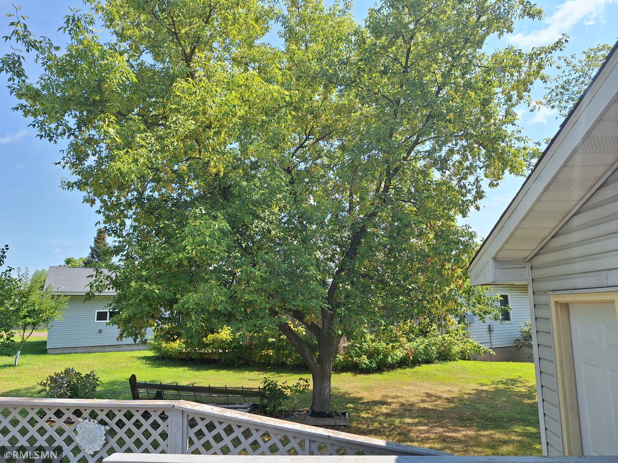 Tree Back Yard1.jpg