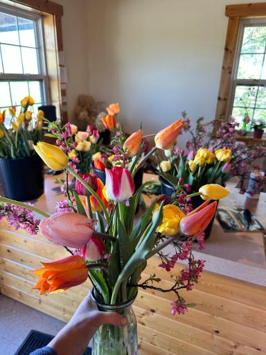 Tulips Grown on the property.