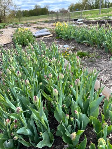 Perennial double, single, and parrot tulips