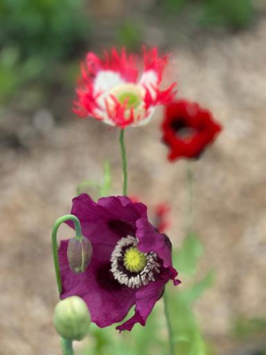 Perennial Poppies.