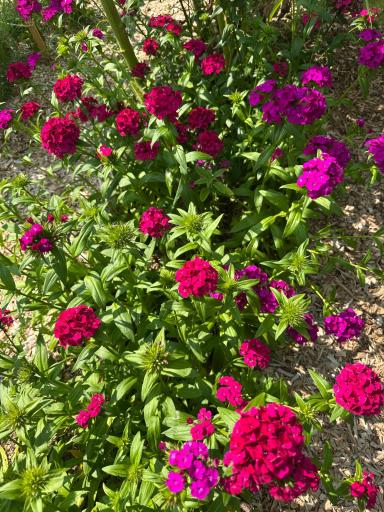 Dianthus