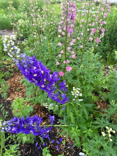 Perennial Delphinium