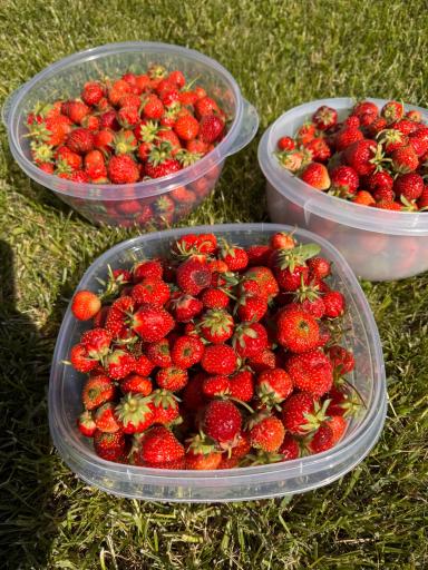 Could be a great You-Pick farm. Hundreds of everbearing strawberries.