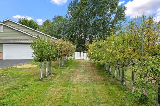 Fruit Trees!