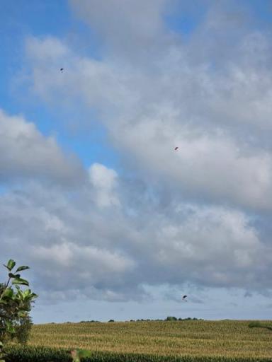 Skydiver watching!