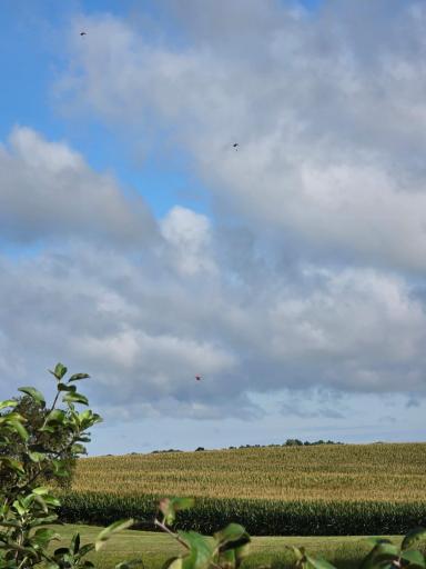 Skydiver watching!