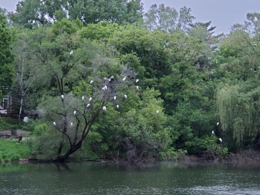 Egrets