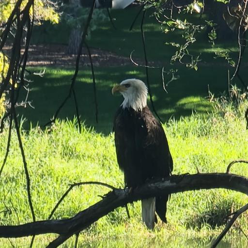 Eagle on the pond