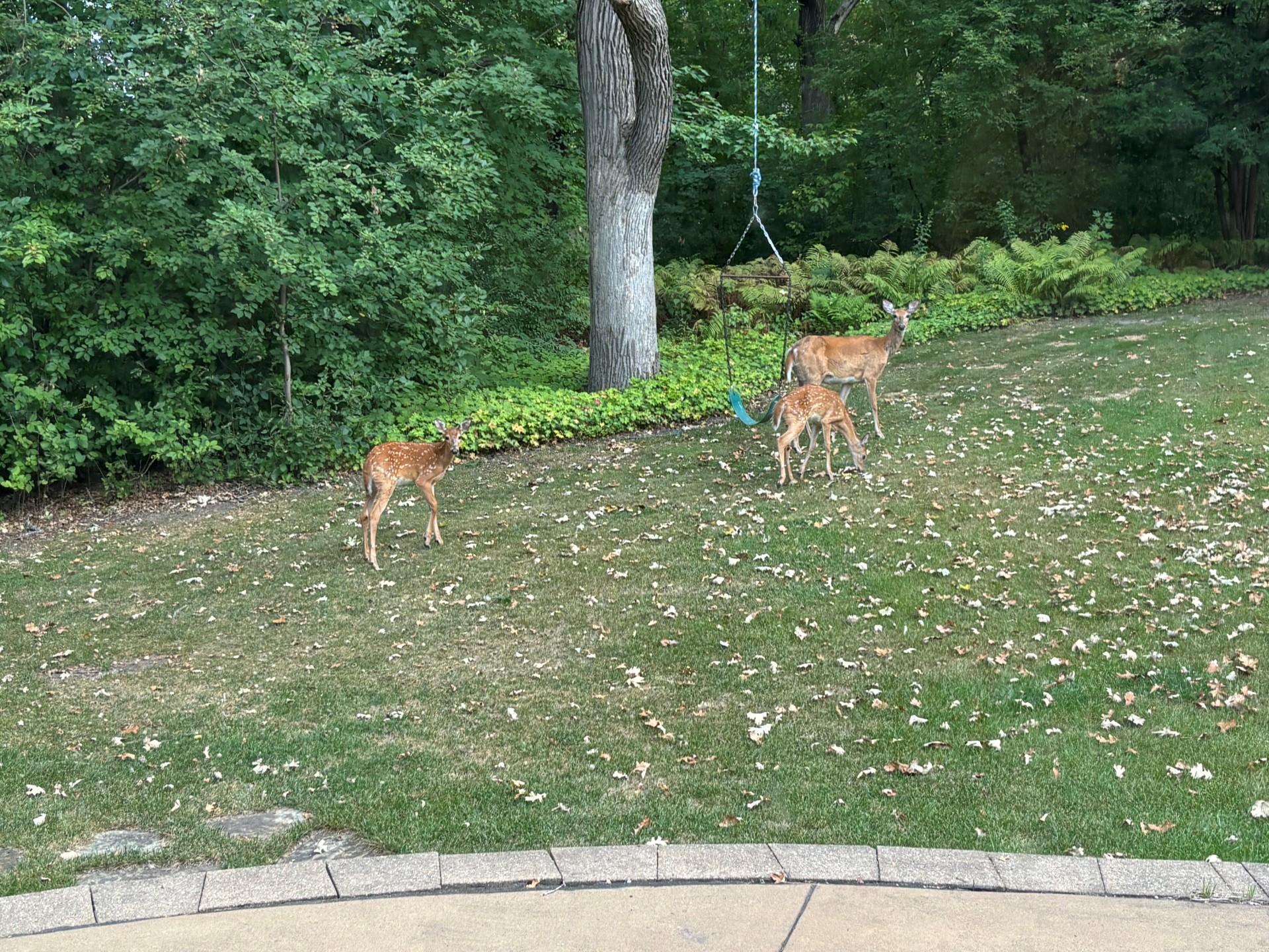 Abundance of nature & wildlife!