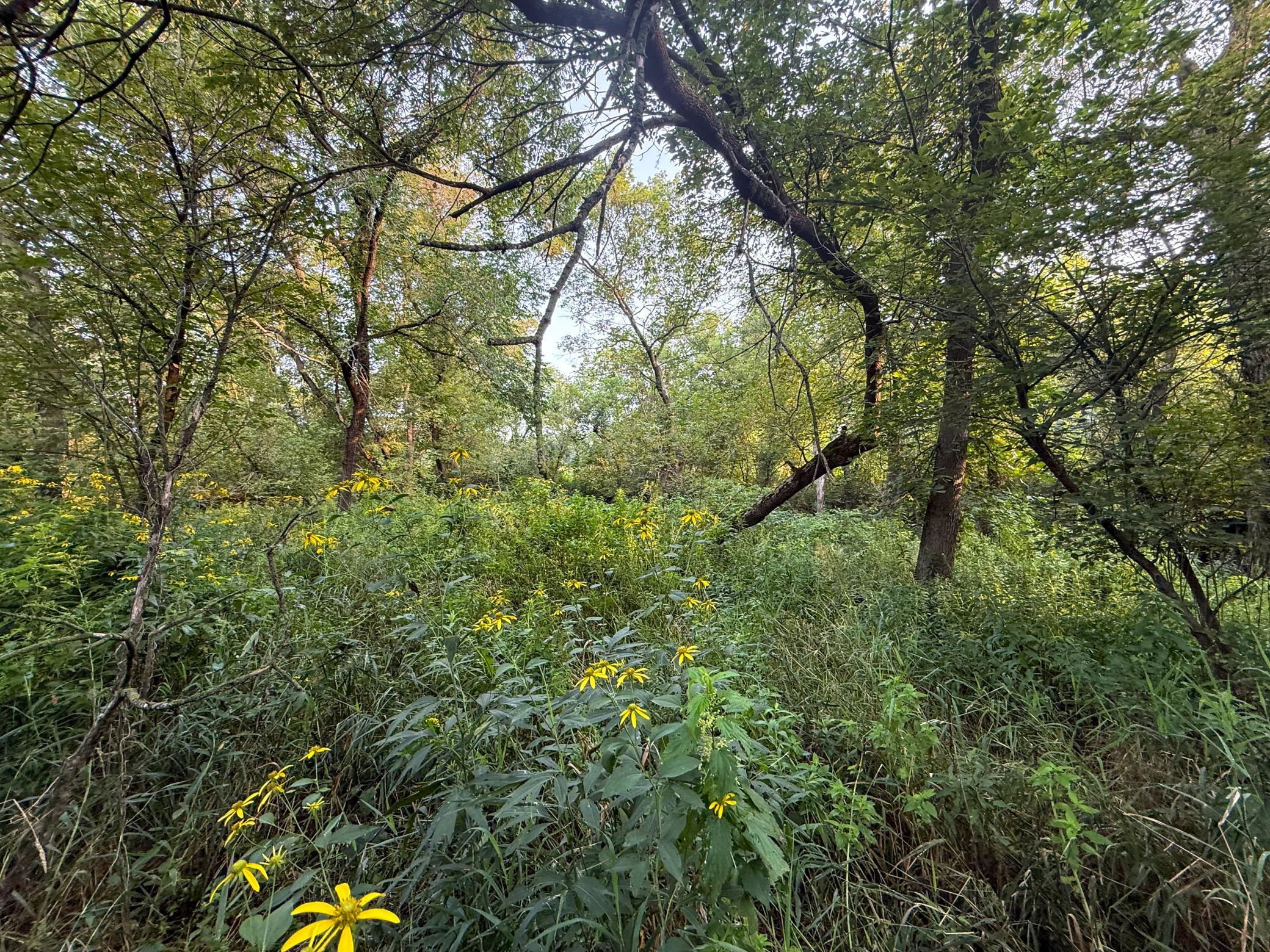 Wabasha 26.6-28.jpg