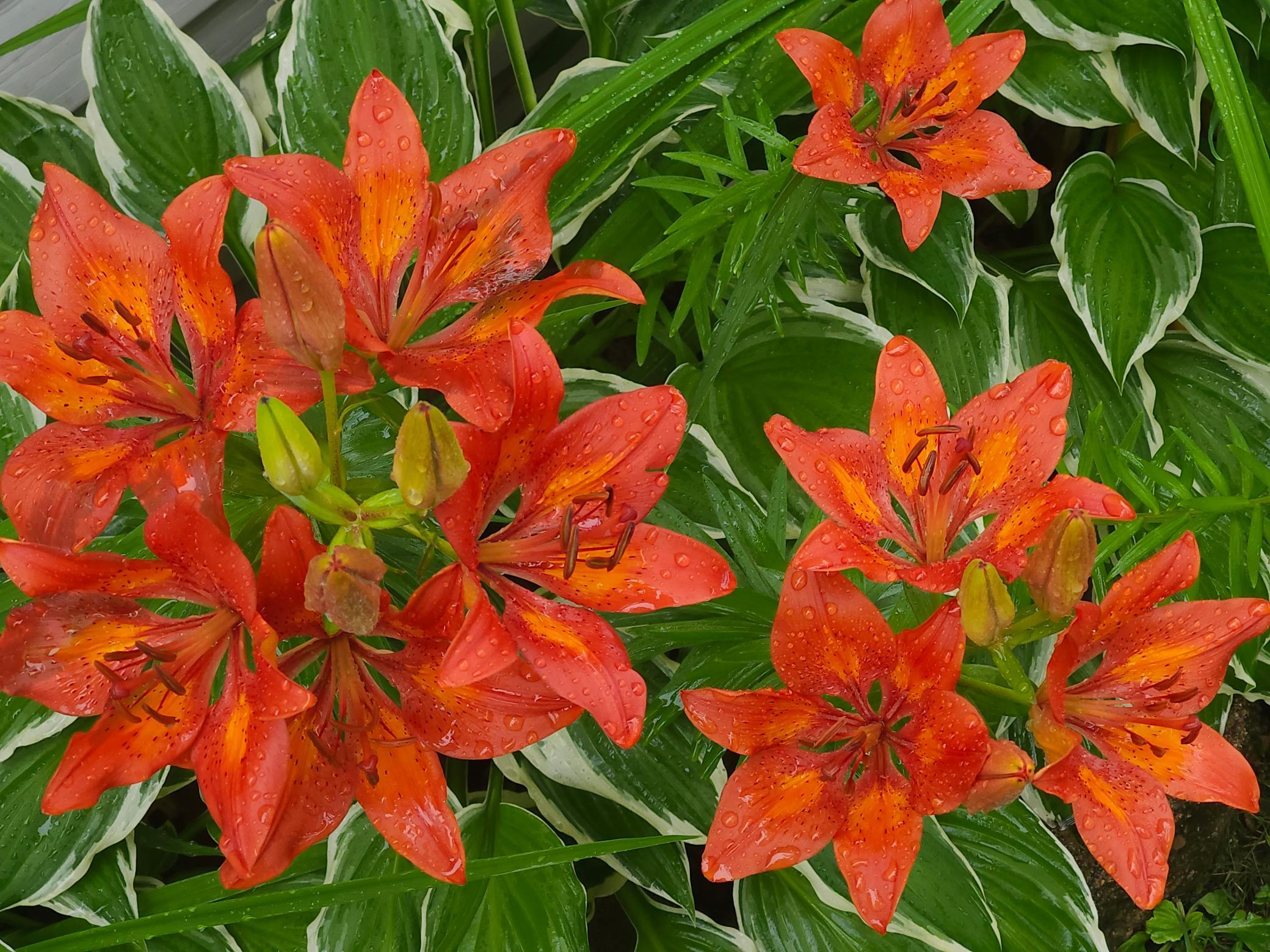 Close up of flowers