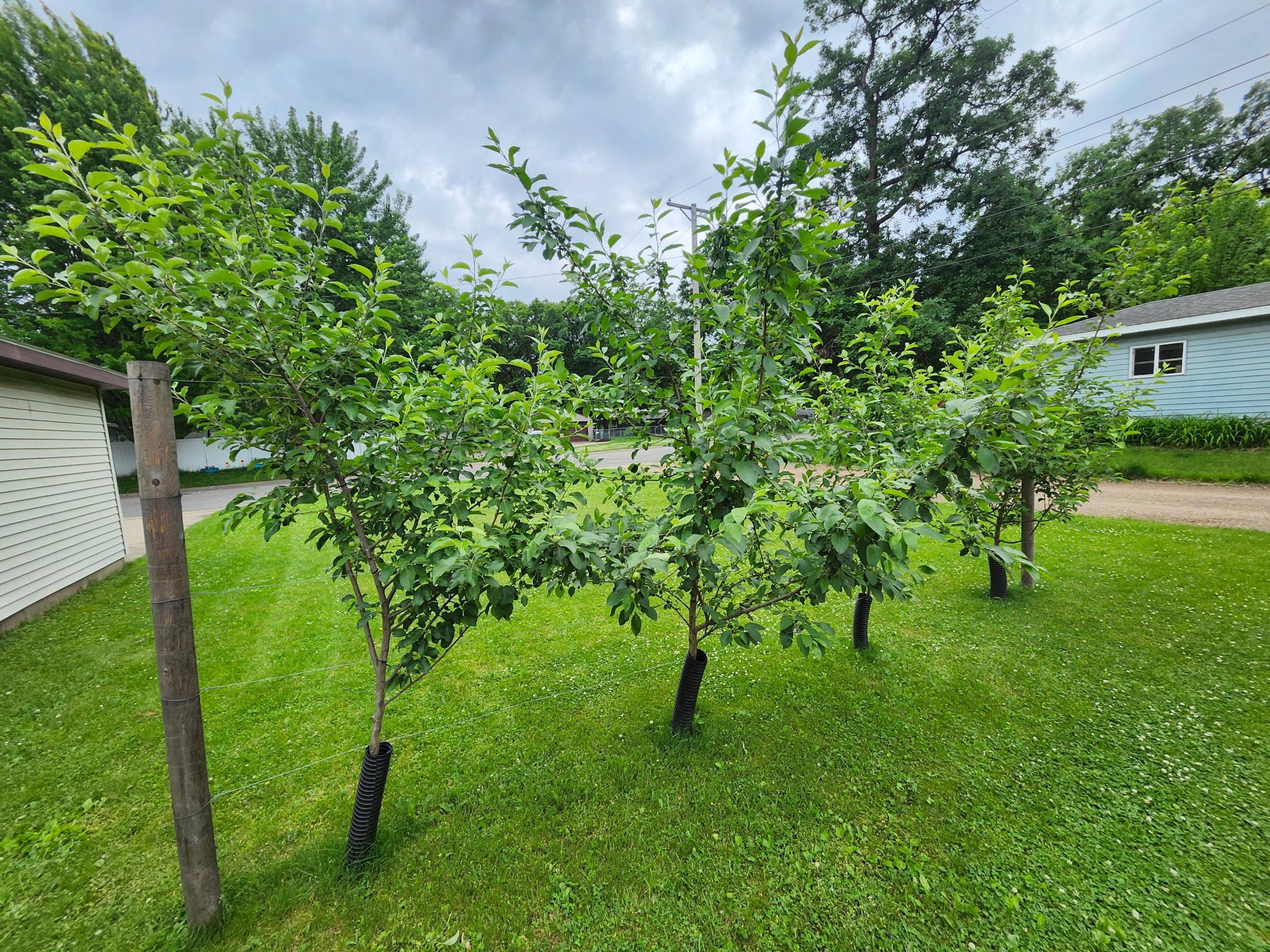 5-Apple trees and lovely landscaping.jpg