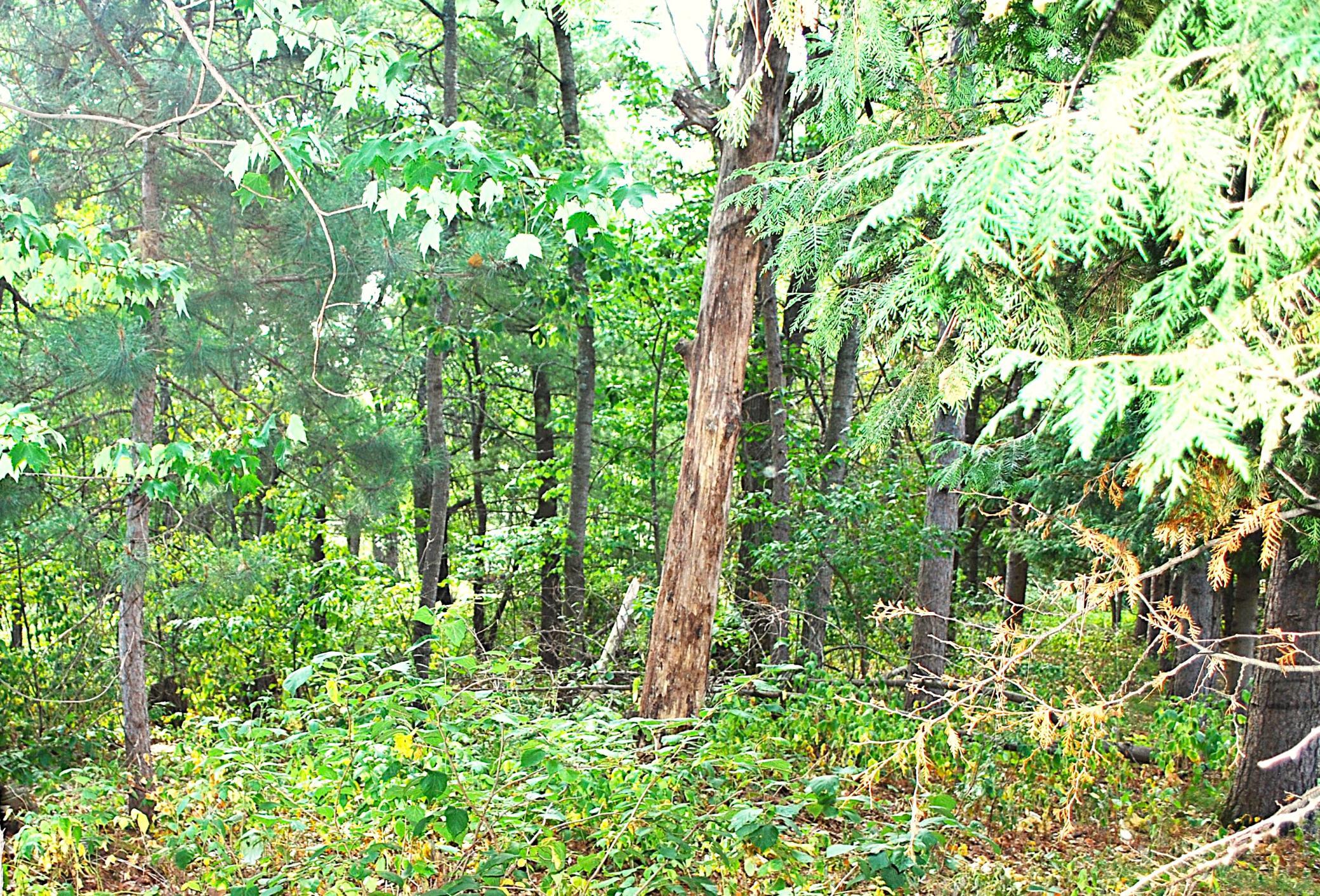 Lots of cedar trees.