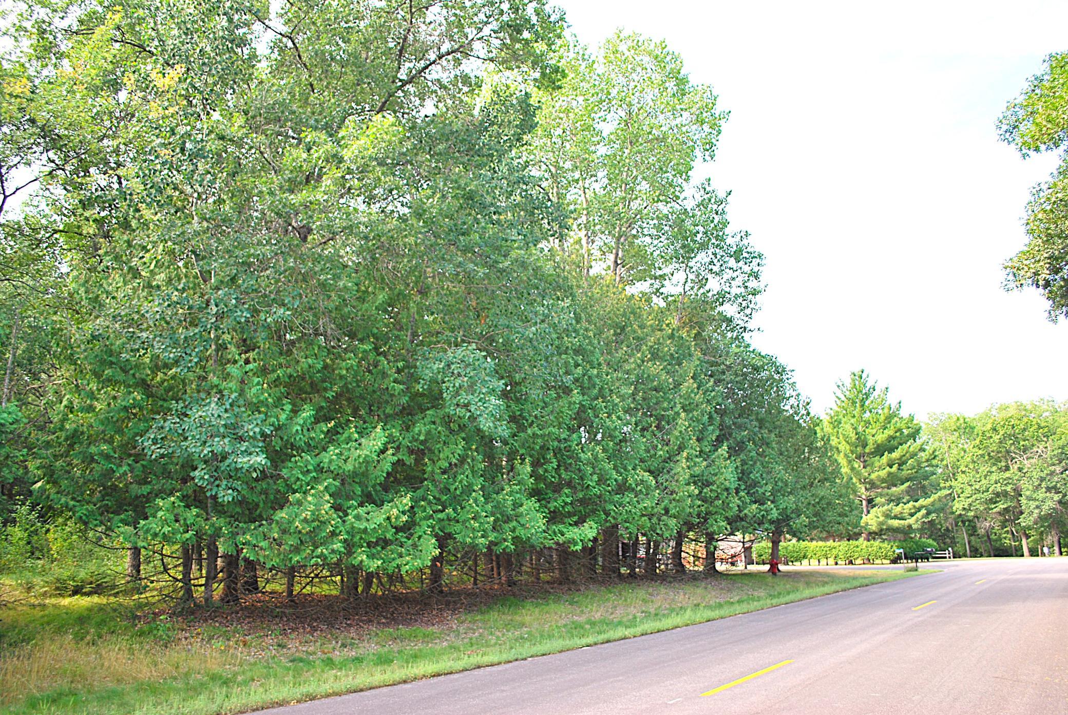 All the trees mark front of the lot.