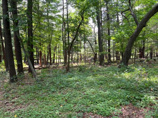 XXXX Elmcrest Avenue, Stacy, MN 55079