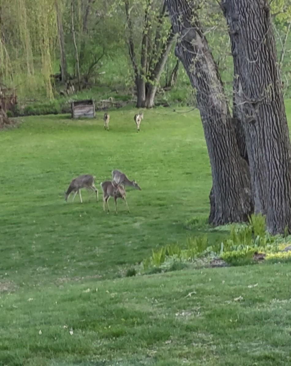 You'll love watching the wildlife meander through the yard all year long.